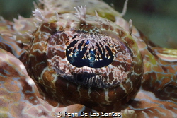 Laced up eye. The Flathead croc fish let me get closer to... by Penn De Los Santos 